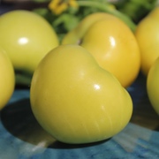 Physalis&Tomatillo Physalis&Tomatillo